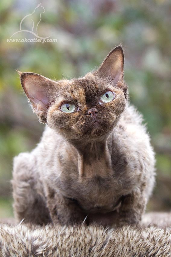 devon rex