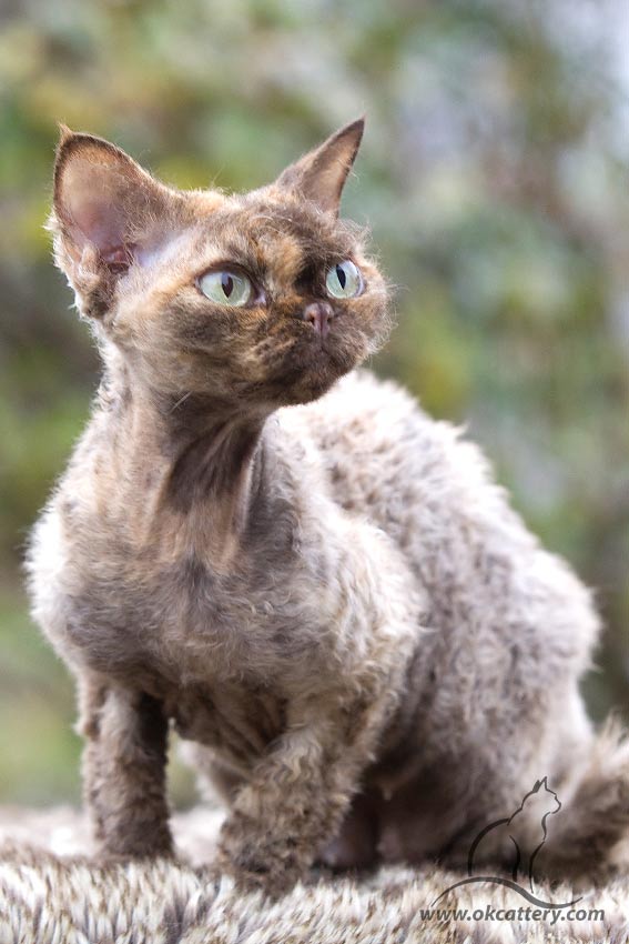 devon rex