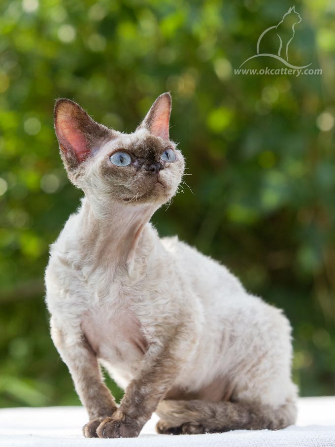 devon rex