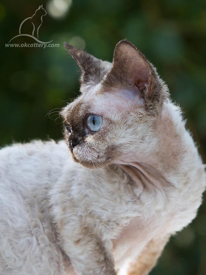 devon rex