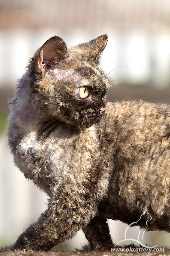 devon rex