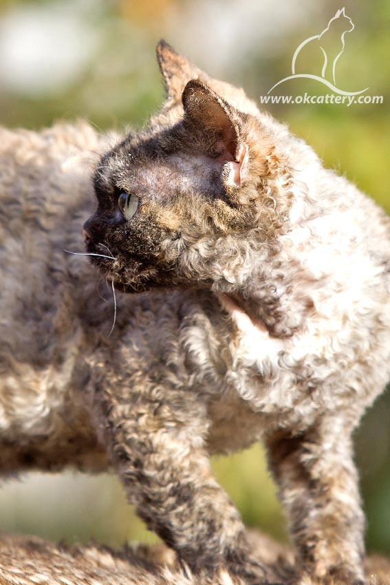 devon rex
