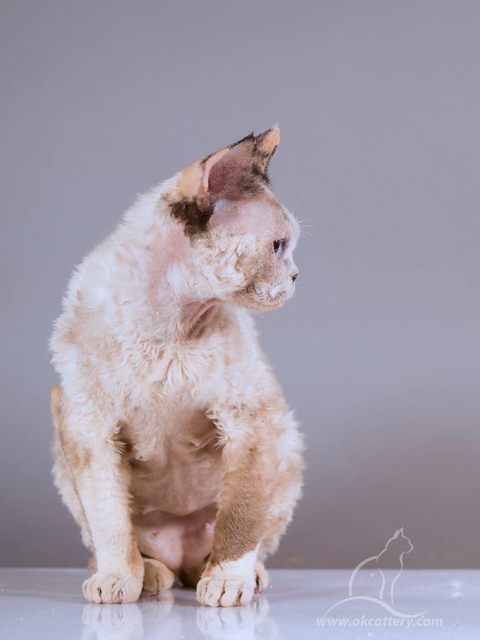 devon rex