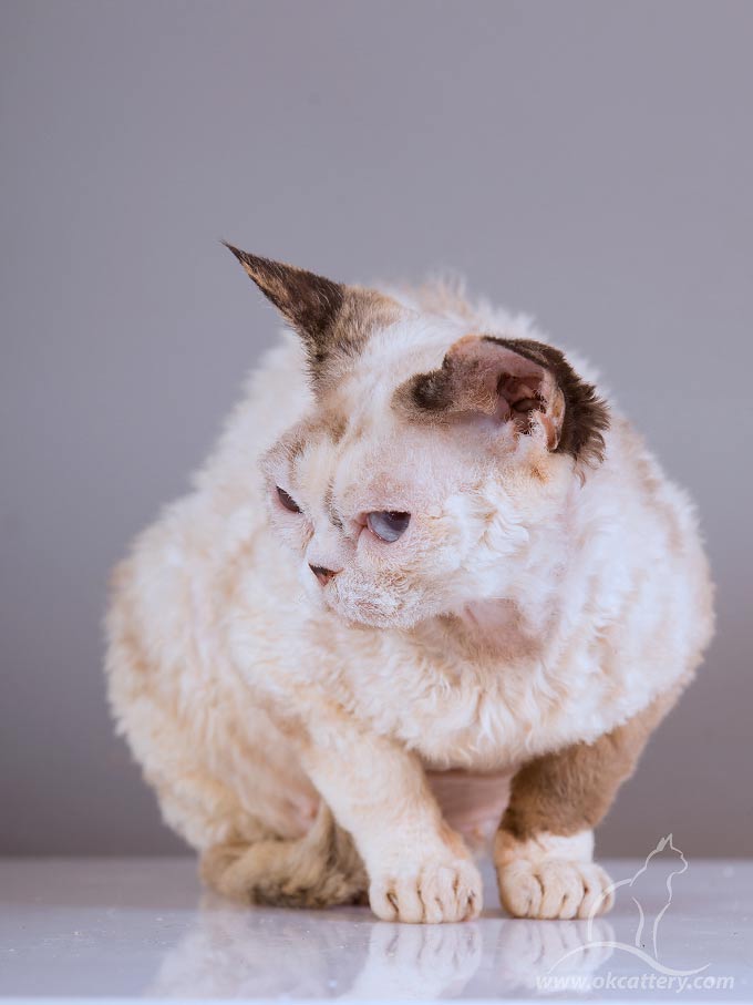 devon rex