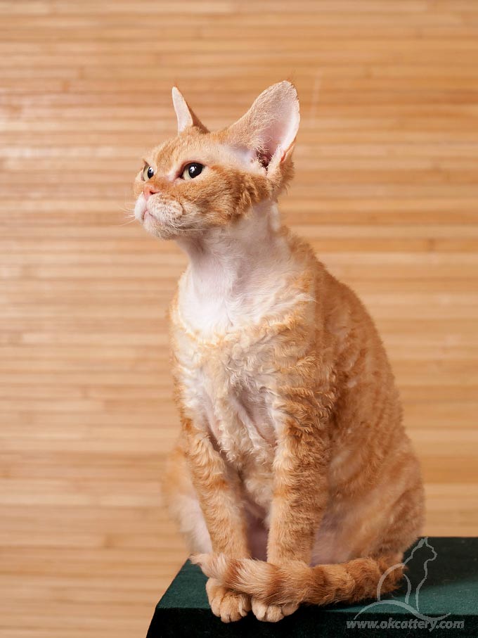 devon rex