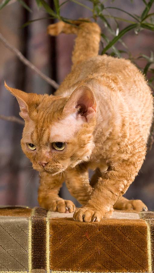 Devon Rex DreamCatcher RS