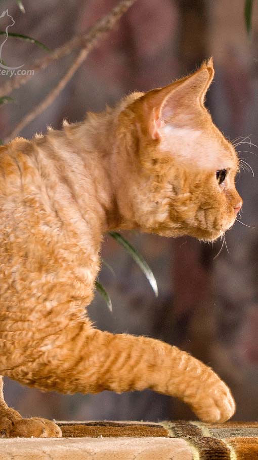 Devon Rex DreamCatcher RS 2