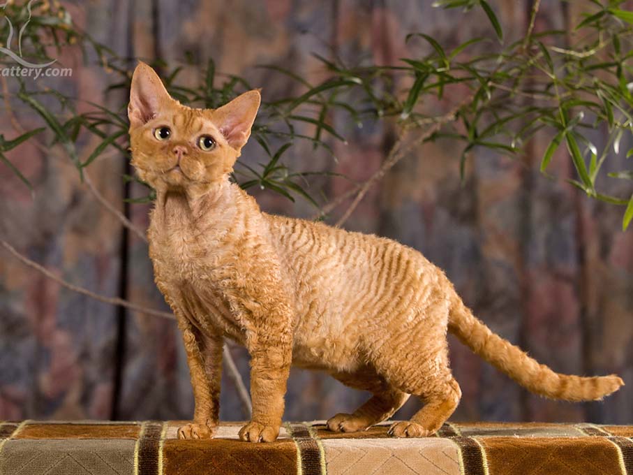 Devon Rex DreamCatcher RS