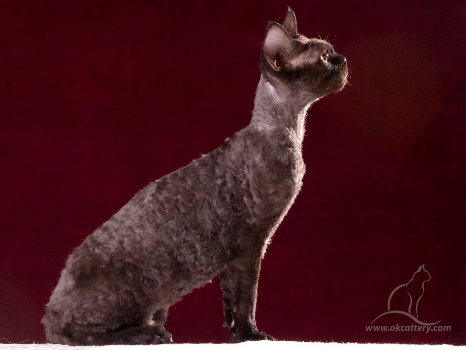 Devon Rex DreamCatcher RS