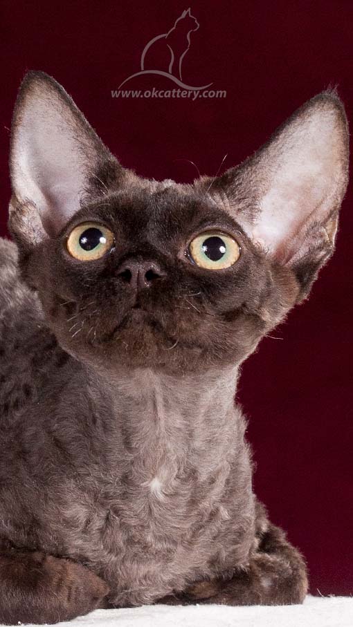 Devon Rex DreamCatcher RS