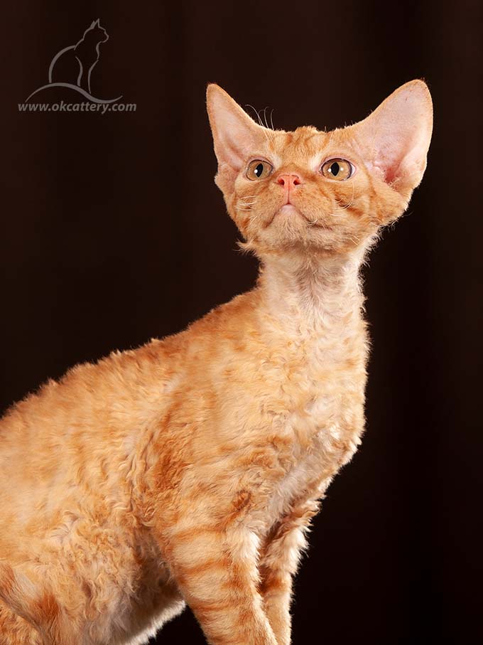Devon Rex kitten male b for sale Europe