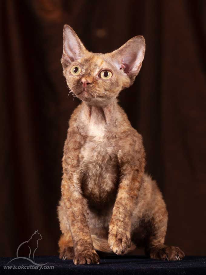 Devon Rex kitten male b for sale Europe