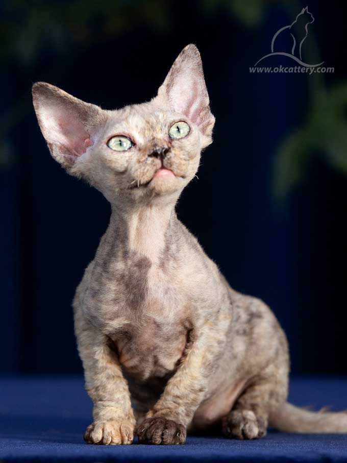 Devon Rex kitten male n32 for Sale USA & Europe